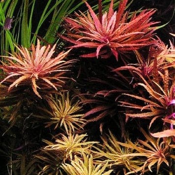 Limnophila Aromatica