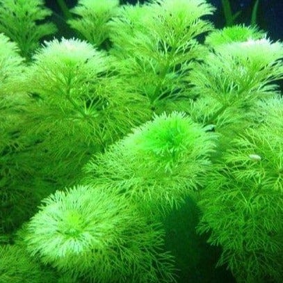 Limnophila Sessiliflora Ambulia