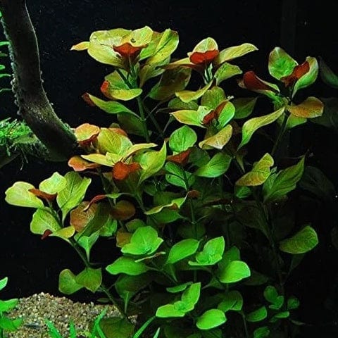 Ludwigia Repens