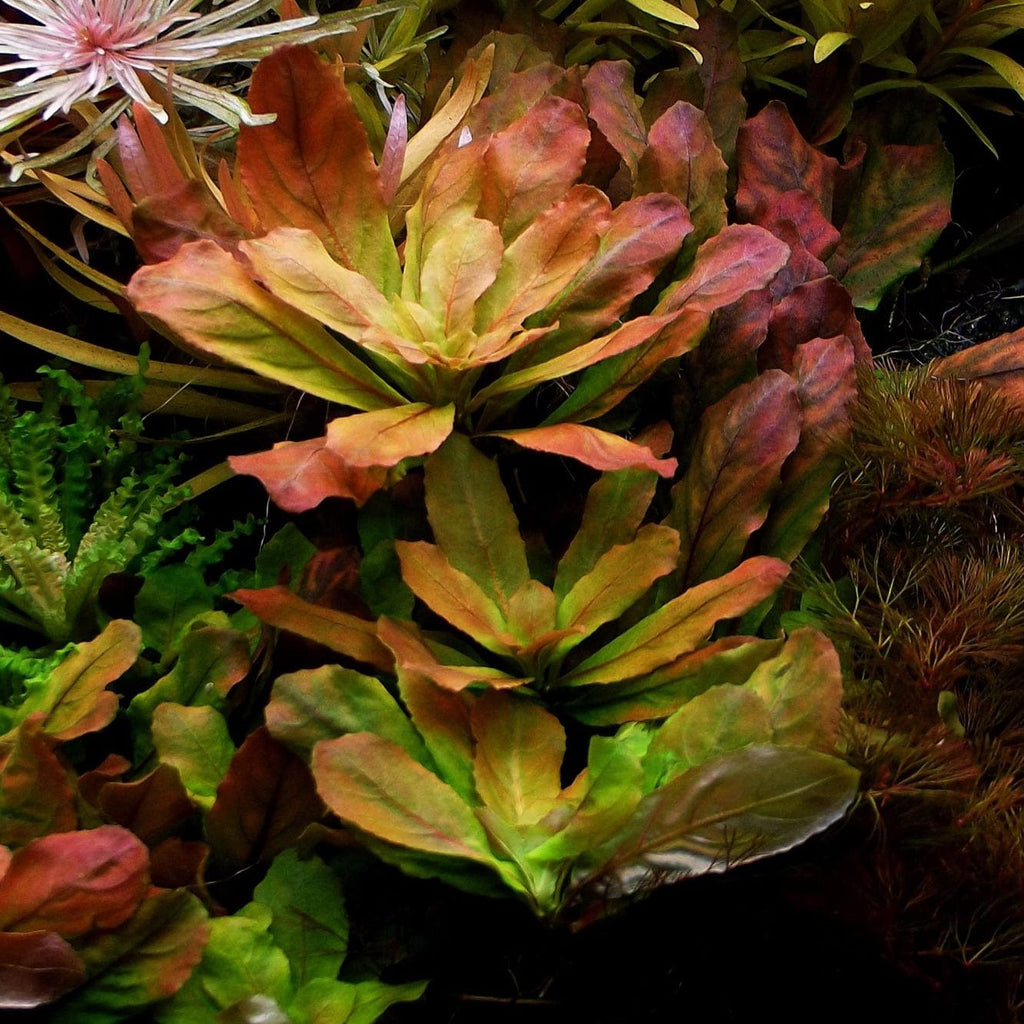 Ludwigia Sphaerocarpa