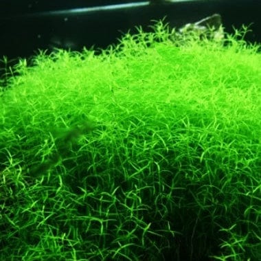 Microcarpaea Minima - Aquaristic Online
