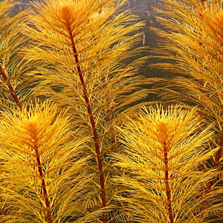 Myriophyllum Roraimi