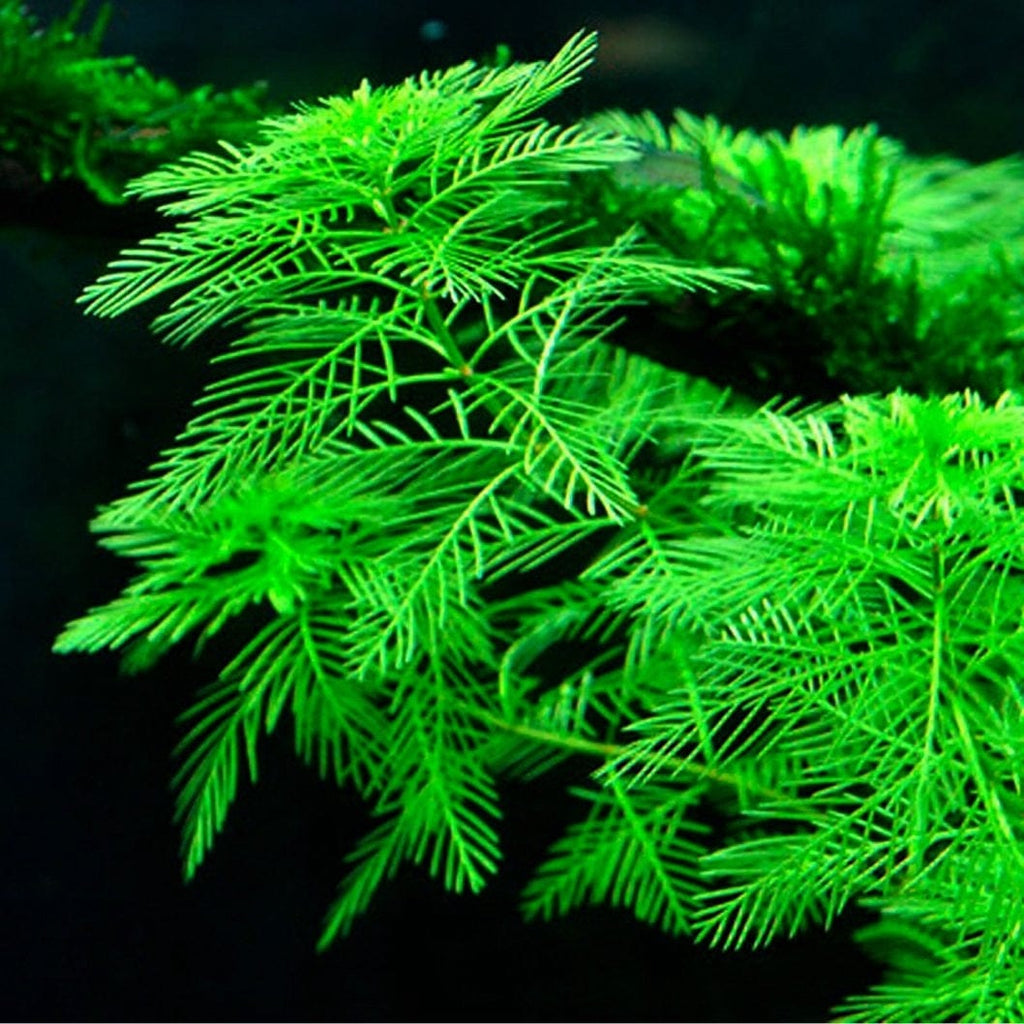 Myriophylum Mattogrossense
