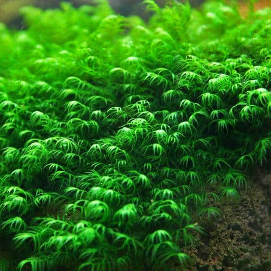 Phoneix Moss US Fissidens