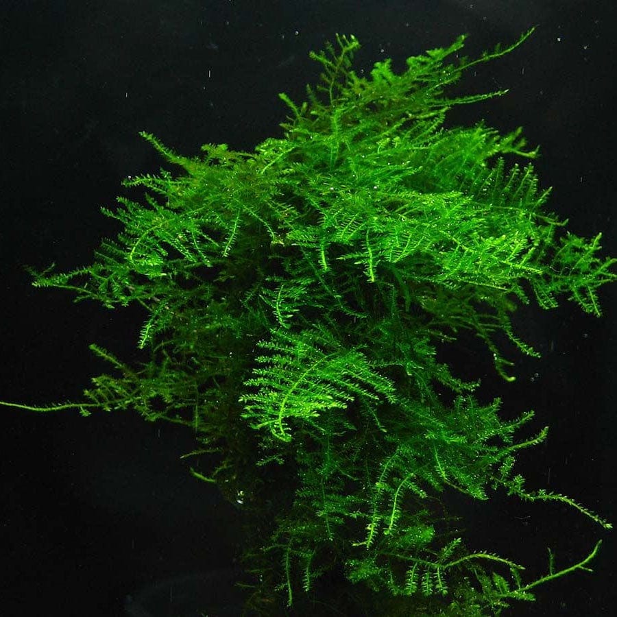 Singapore Moss