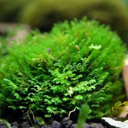 Splacho Moss Fissidens