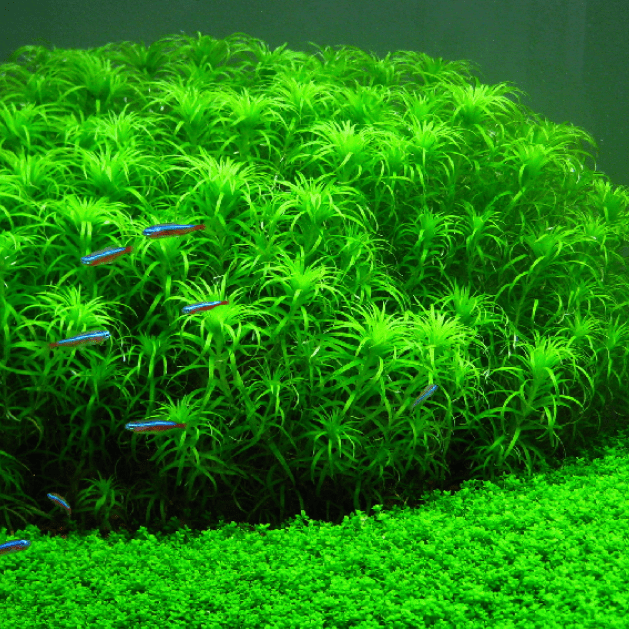 Syngonanthus Macrocaulon