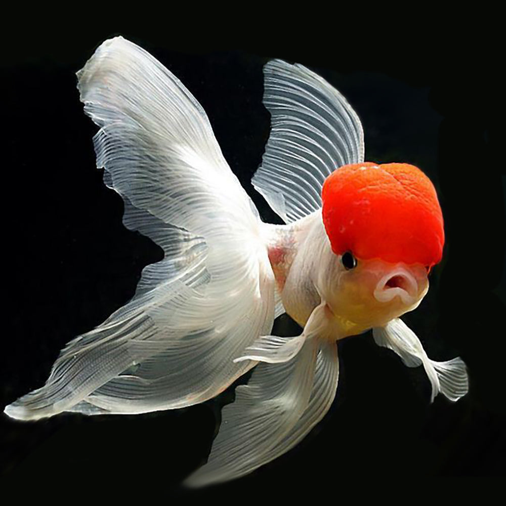 Aquarium Maintenance Guide