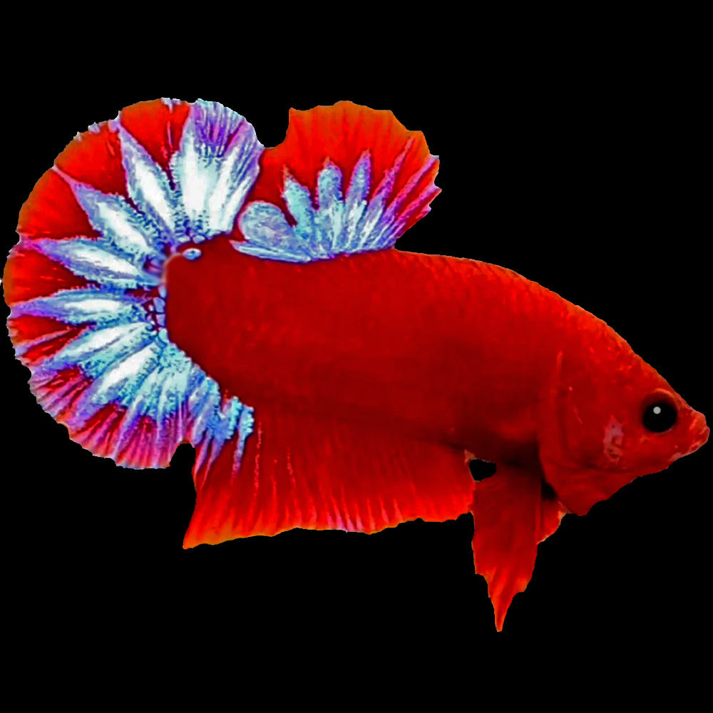 Betta Fighting Fish