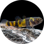Beginner’s Guide to Starting an Aquarium | Aquaristic Online