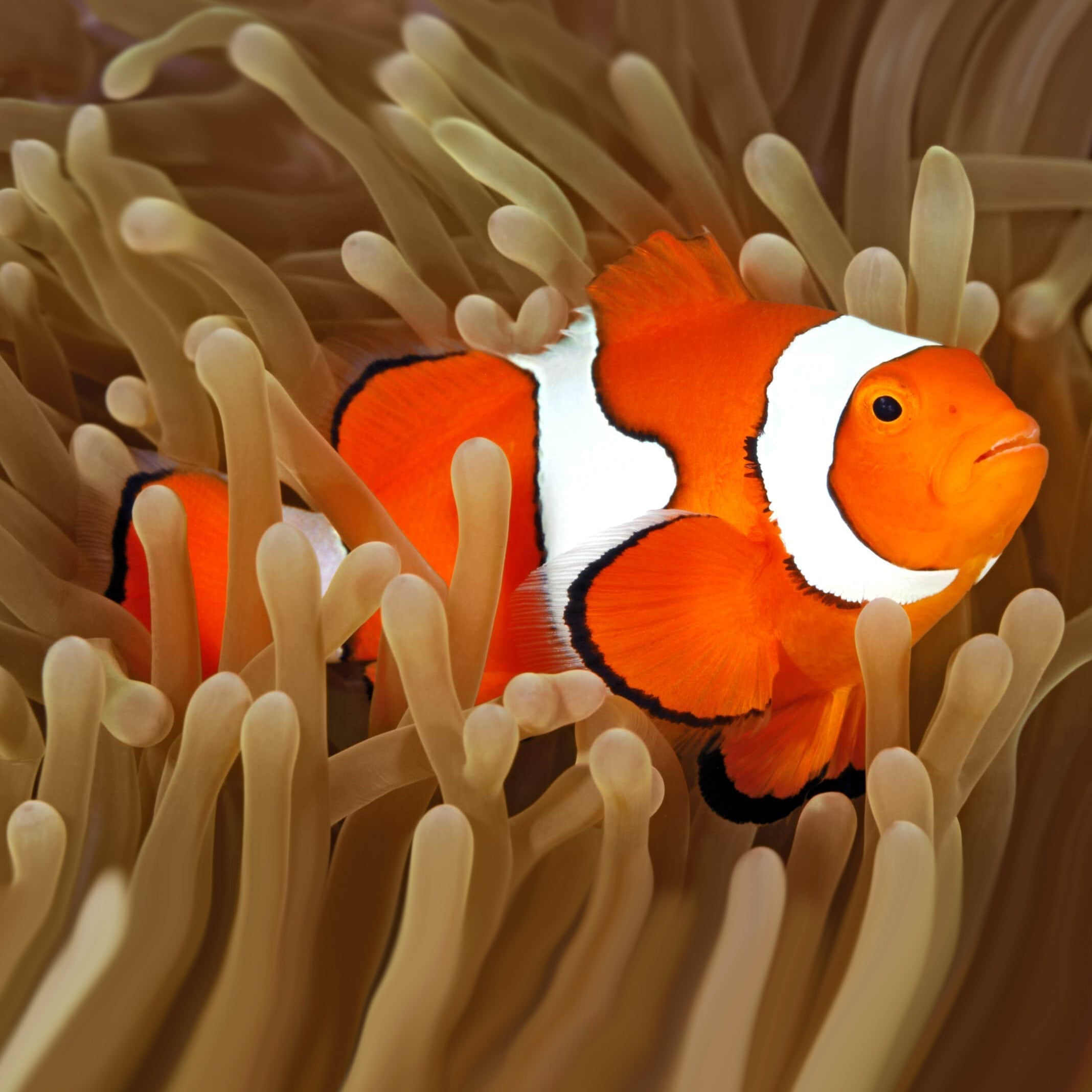 Beginners Guide to Starting a Reef Tank