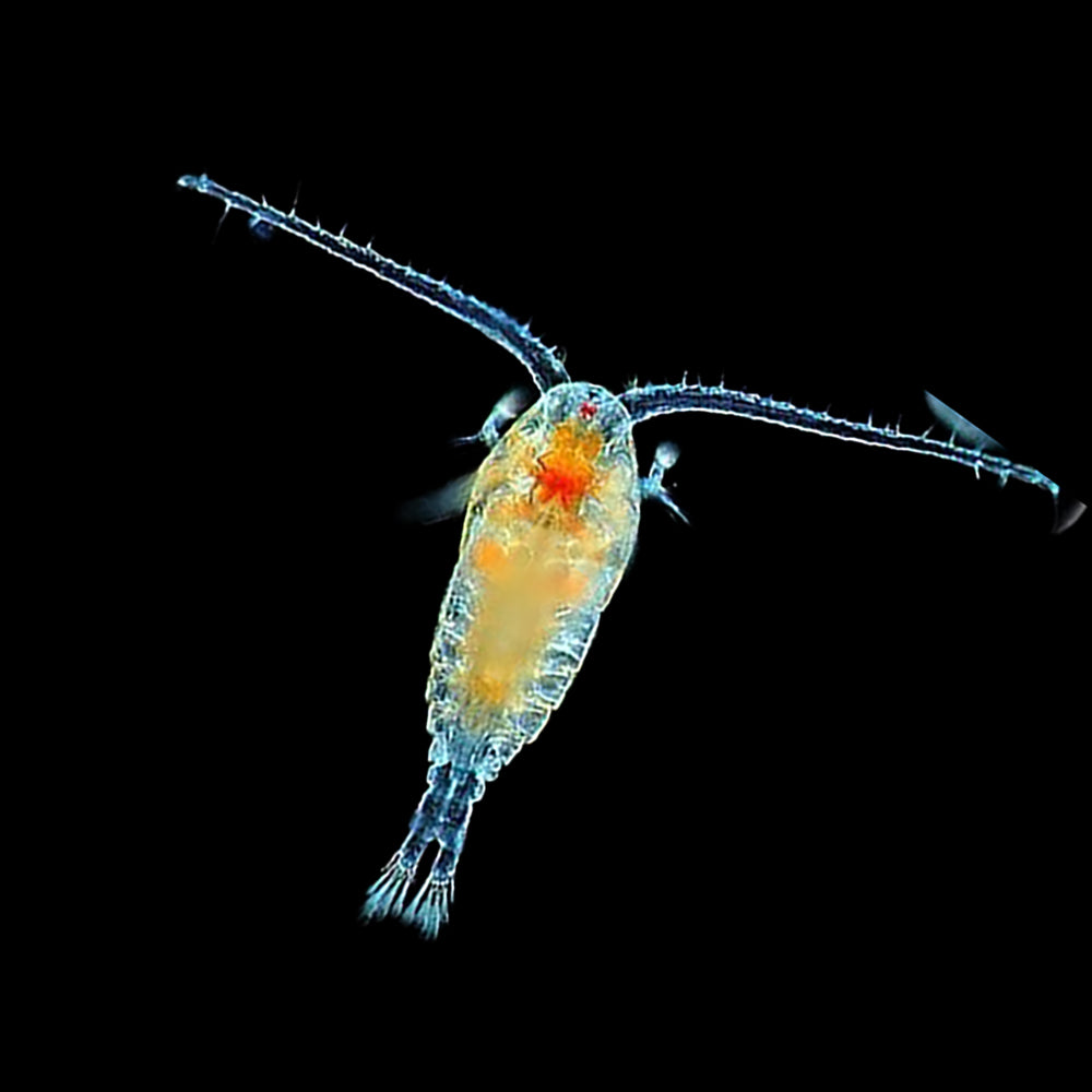 Copepods