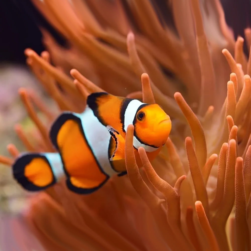 Coral Keeping Guide Water Parameters and Coral Care