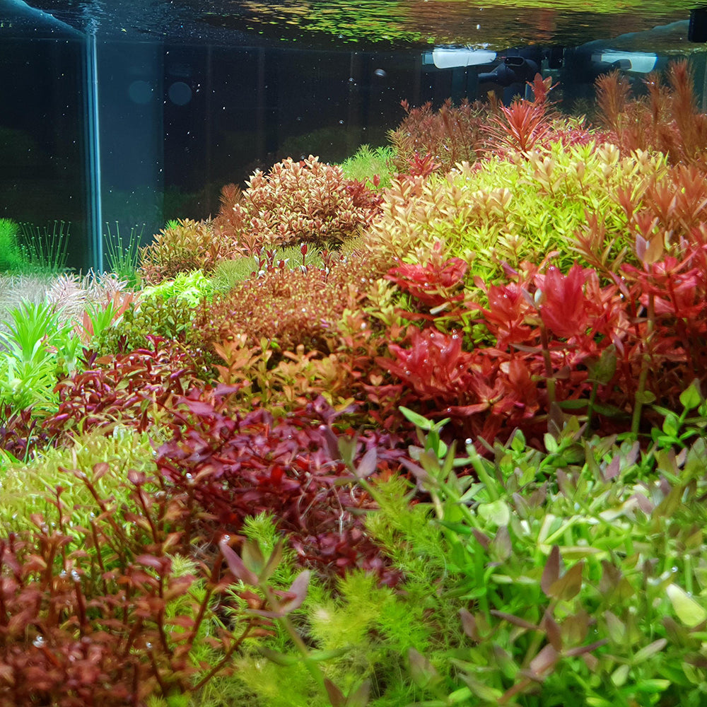 Freshwater Aquatic Plant Keeping Guide