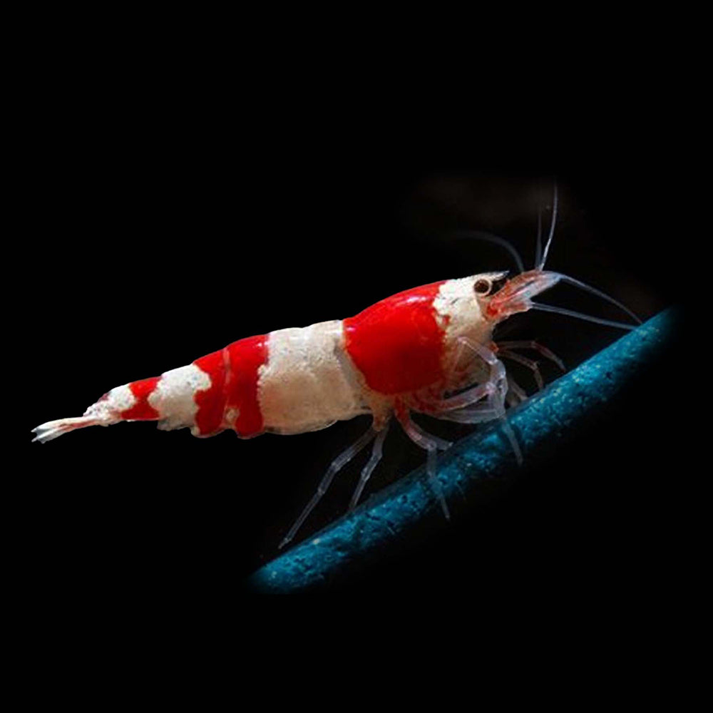 Comprehensive Guide to Keeping Freshwater Shrimp