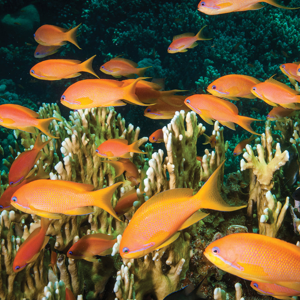 Marine Fish Buying Guide