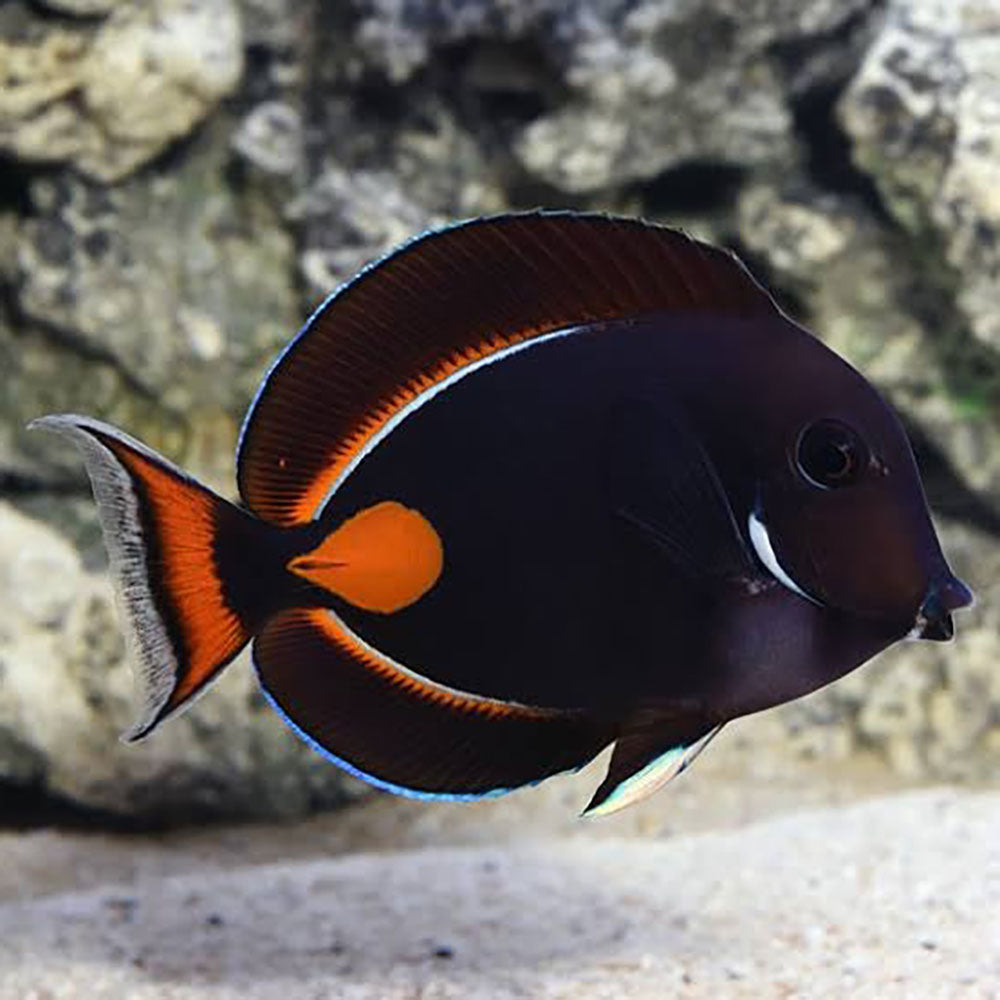 Common Marine Fish Disease