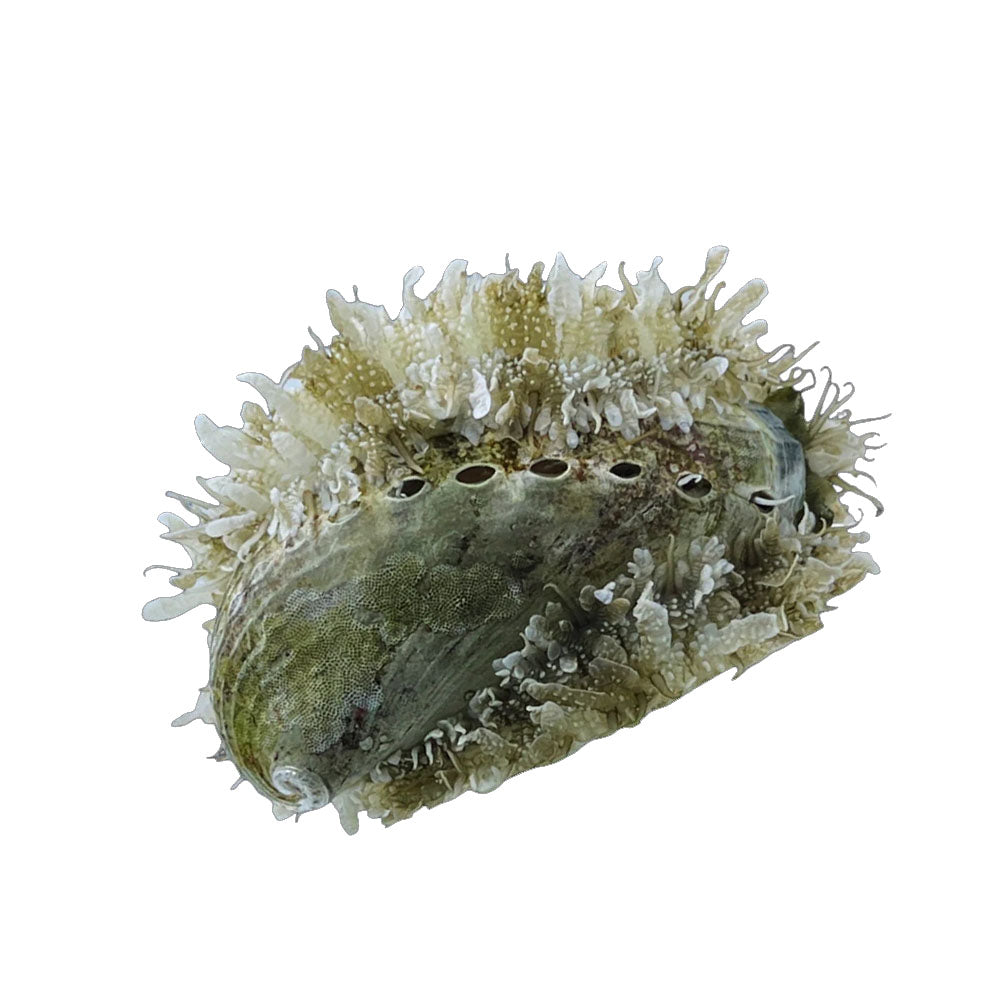 Abalone Tropical (Haliotis Asinina)