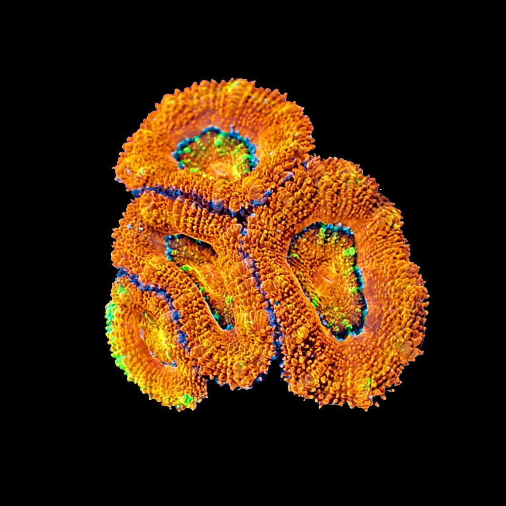 Acanthastrea Lordhowensis Ultra