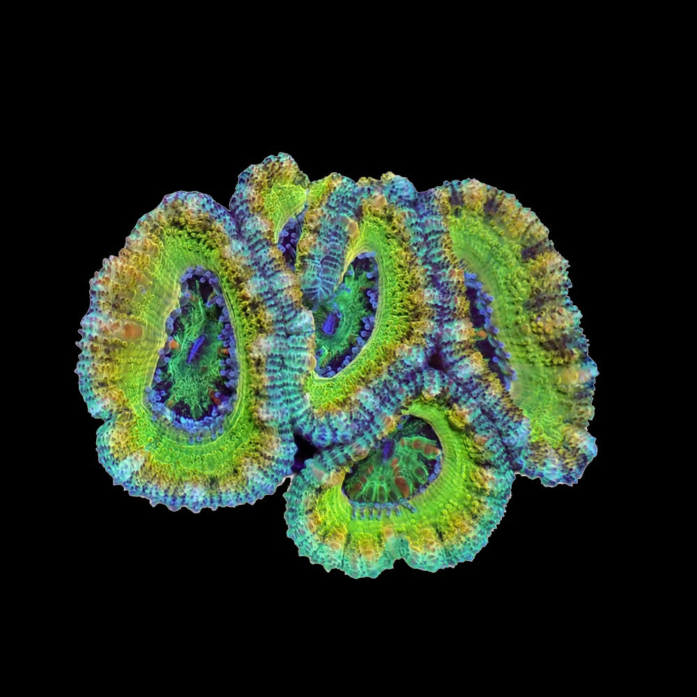 Acanthastrea Lordhowensis Green Brown