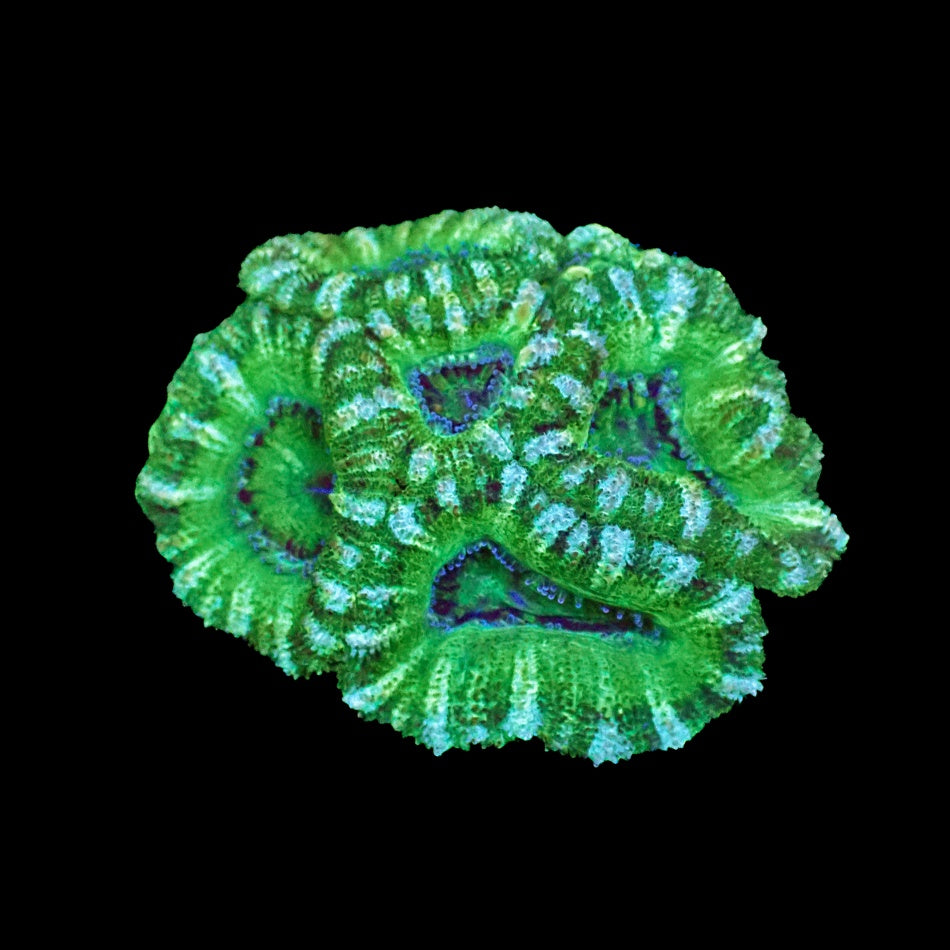 Acanthastrea Lordhowensis Green White