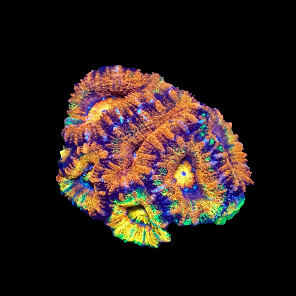 Acanthastrea Lordhowensis Rainbow Orange Yellow Green
