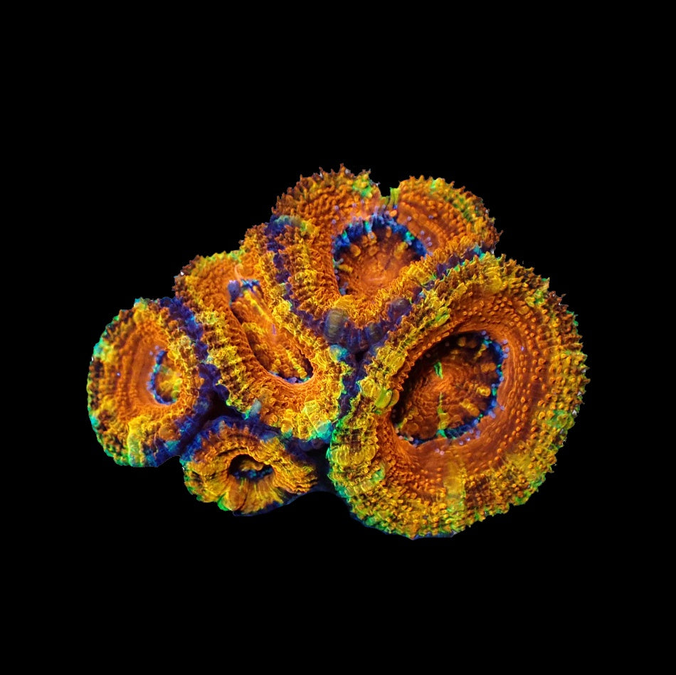 Acanthastrea Lordhowensis Ultra Red Yellow