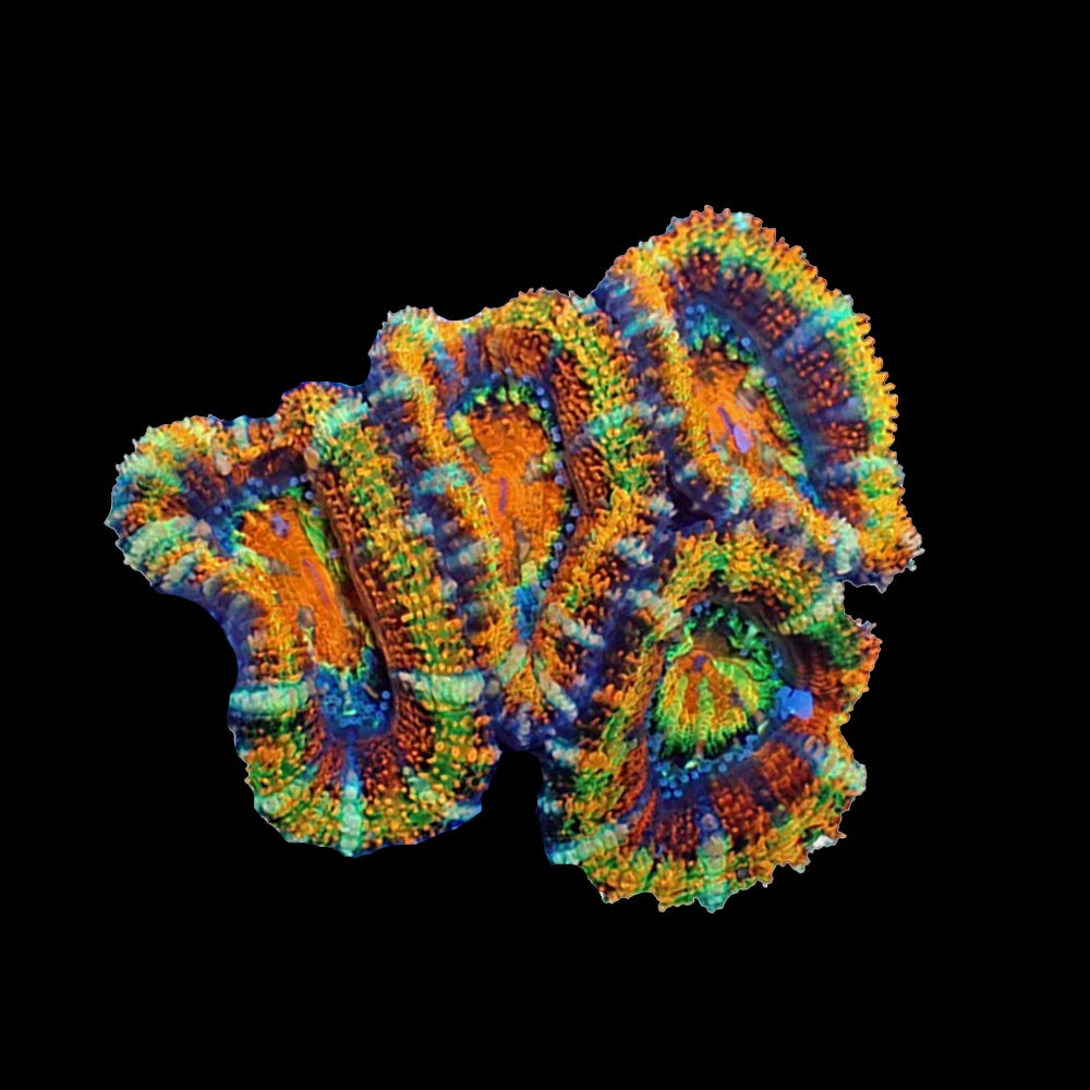 Acanthastrea Lordhowensis Rainbow Multicolor