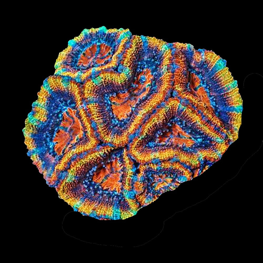 Acanthastrea Lordhowensis Rainbow