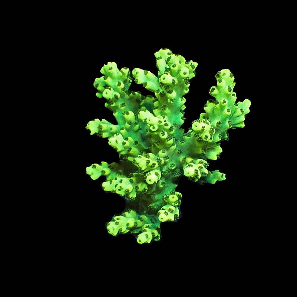 Acropora Aculeus