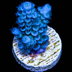 Acropora Blue Tenuis