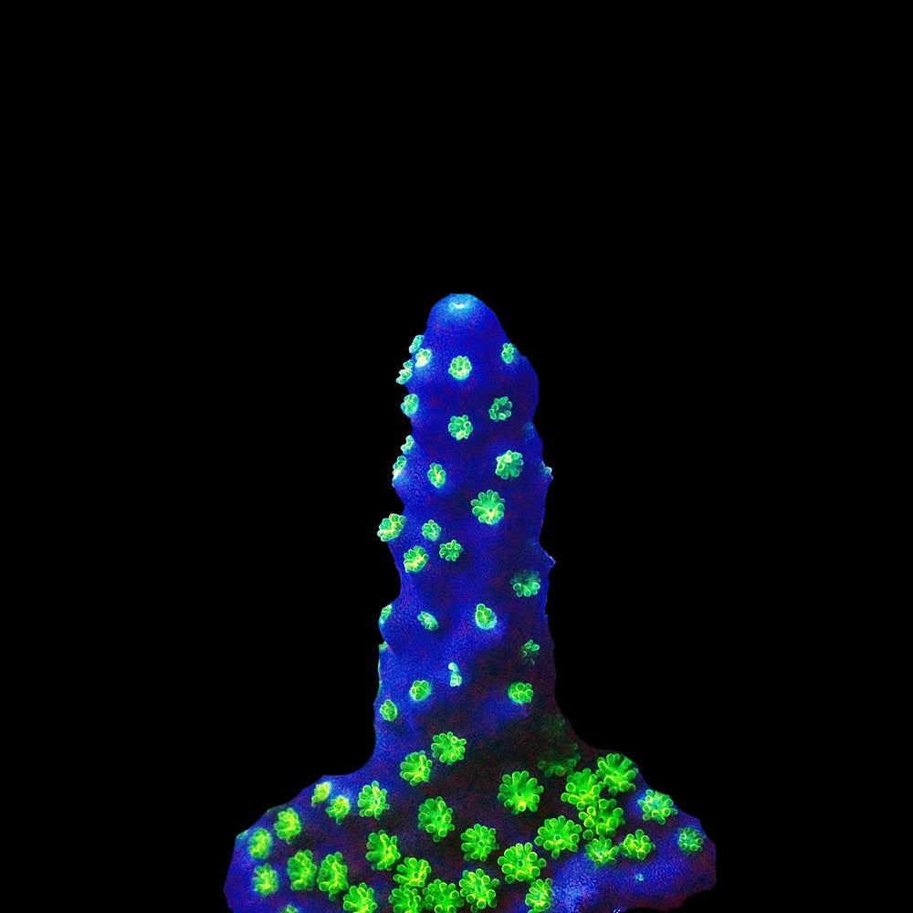 Acropora Bonsai