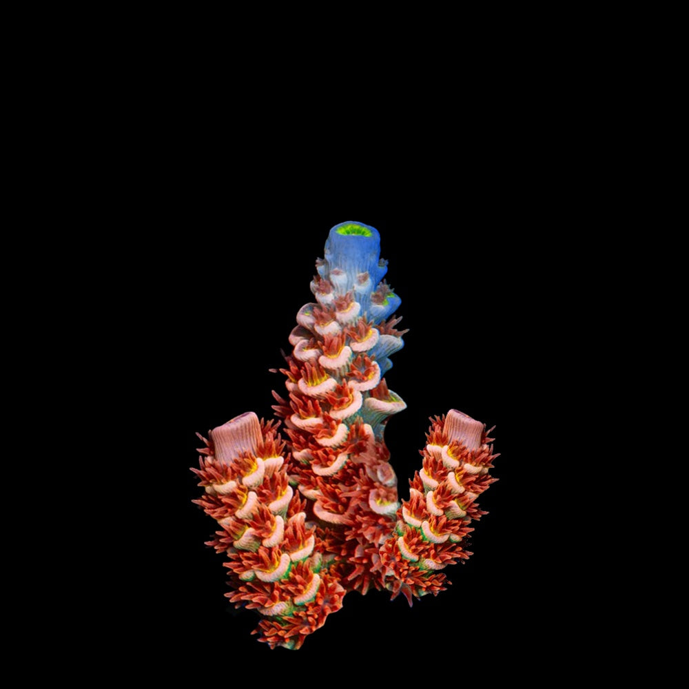 Acropora Cherry Bomb