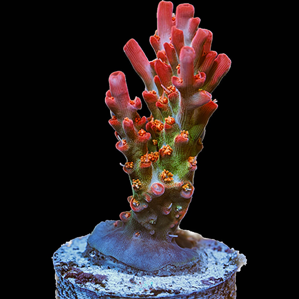 Acropora Confetti