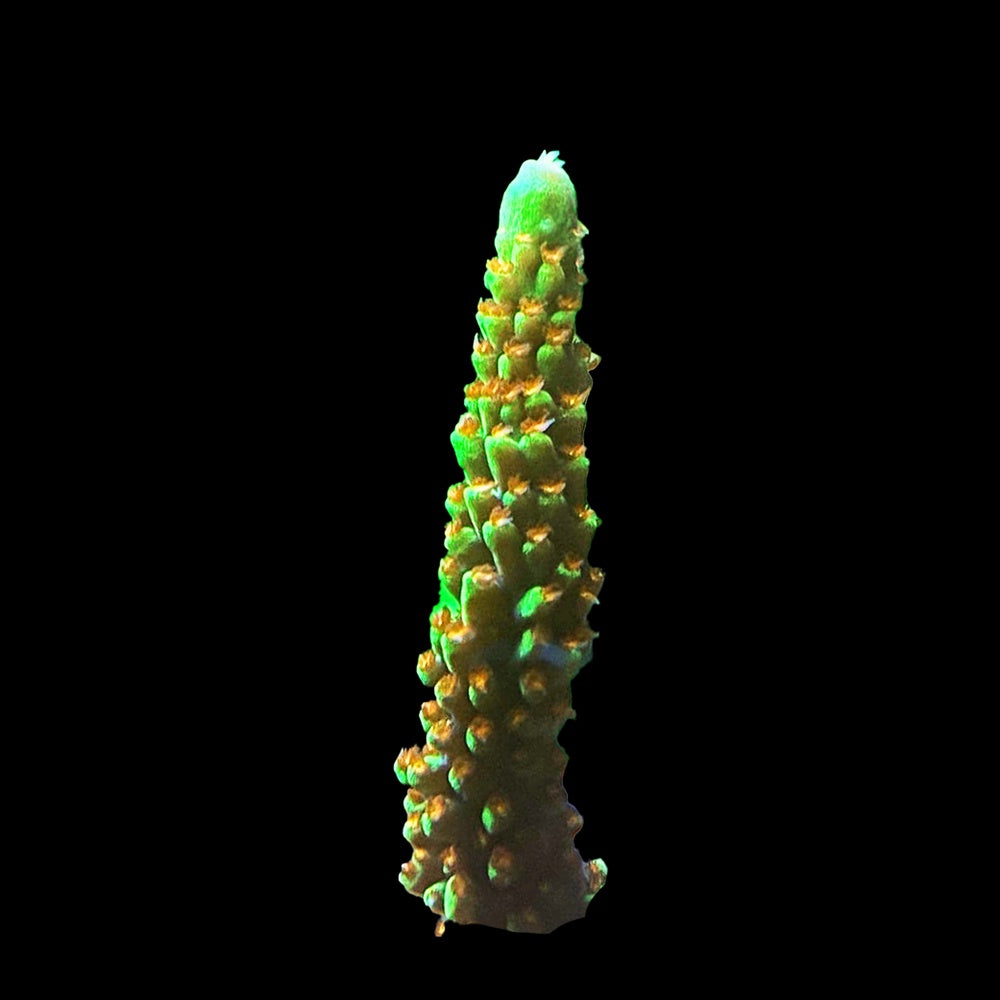 Acropora Dallas Red Polyp