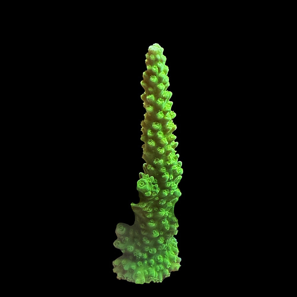 Acropora Dallas