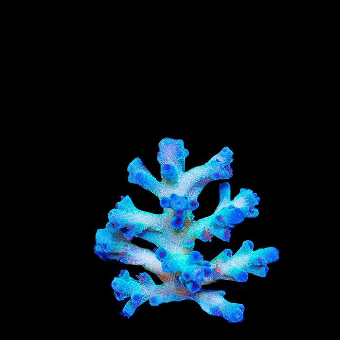 Acropora Echinata