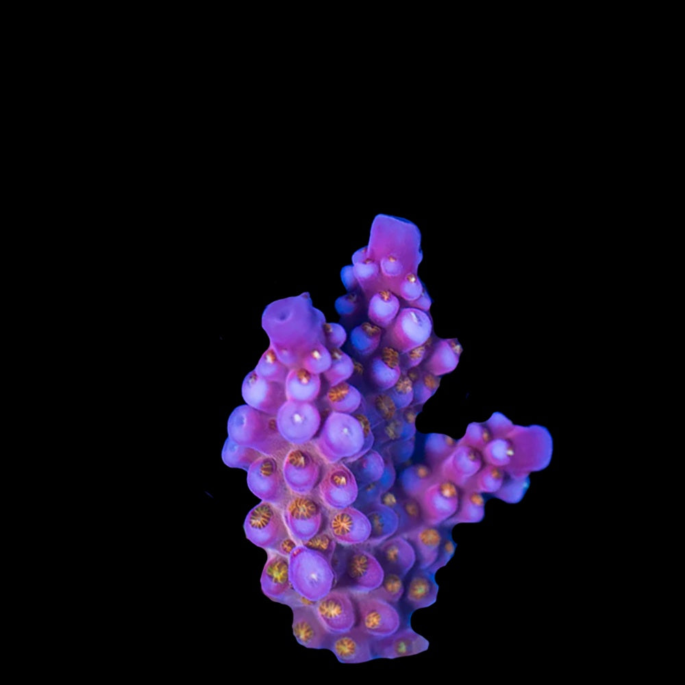 Acropora Fireworks