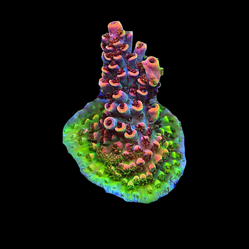 Acropora Fruity Pebbles