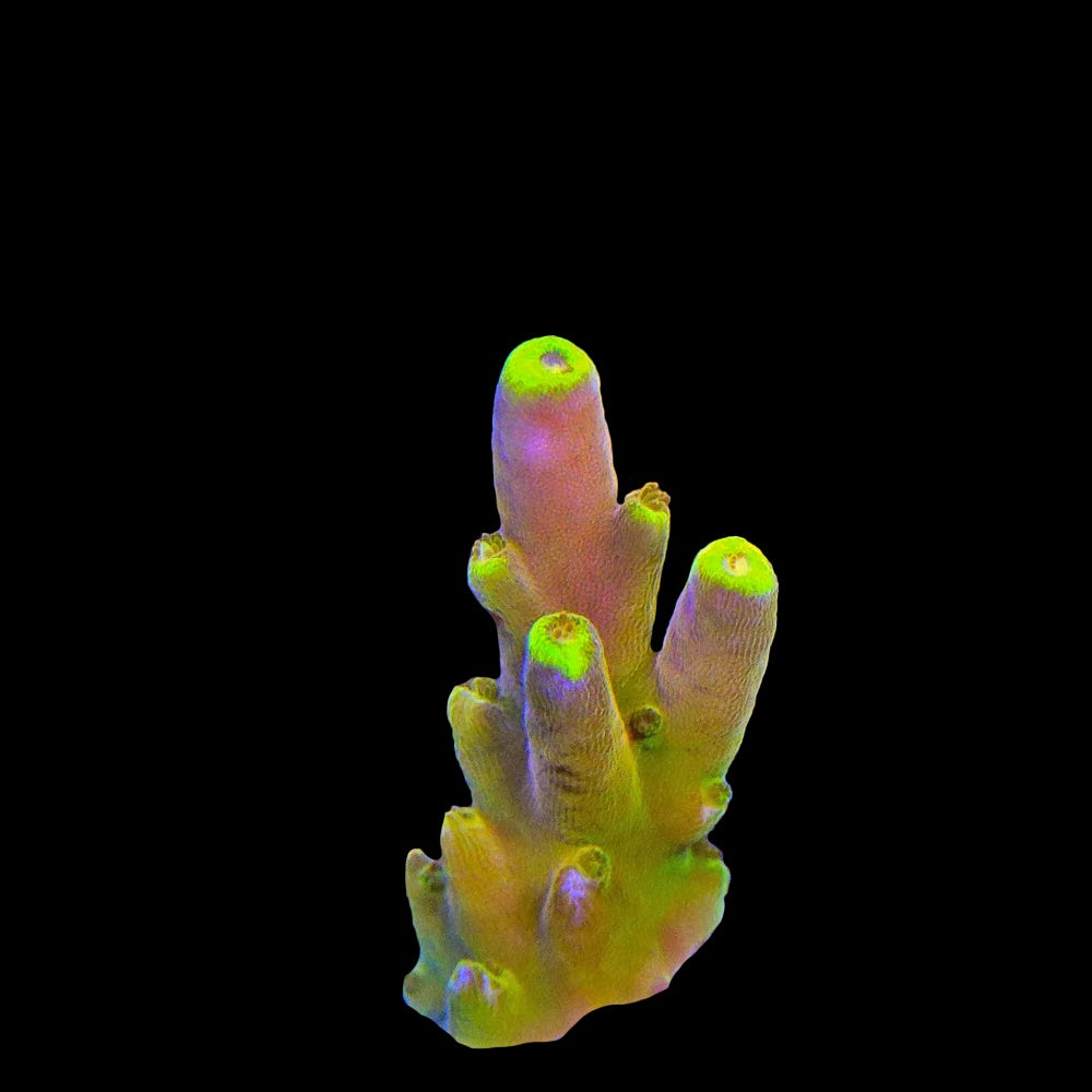 Acropora Golden Jawdropper
