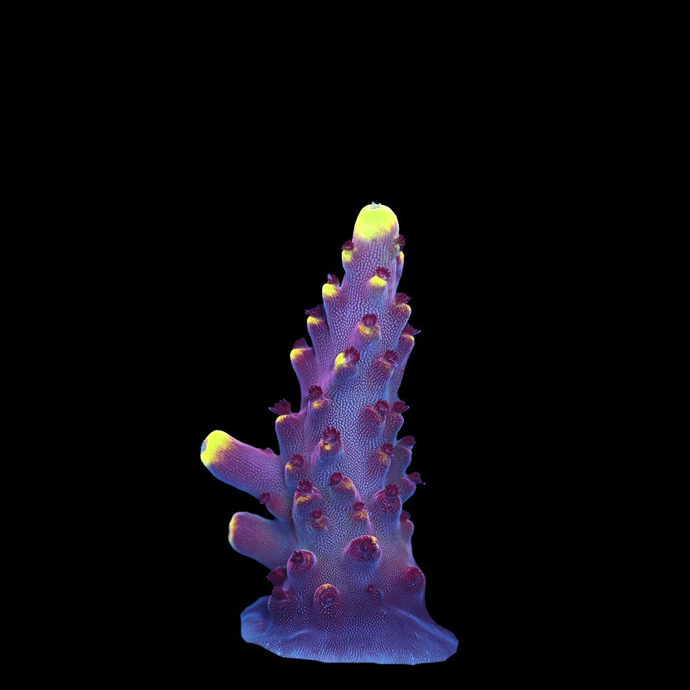 Acropora Jason Fox Flame