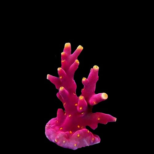 Acropora Little Red Ferrari