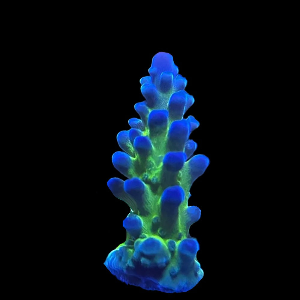 Acropora Miyagi Tort