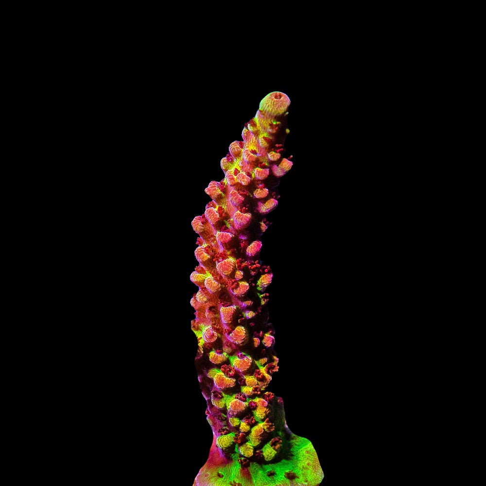 Acropora PC Rainbow