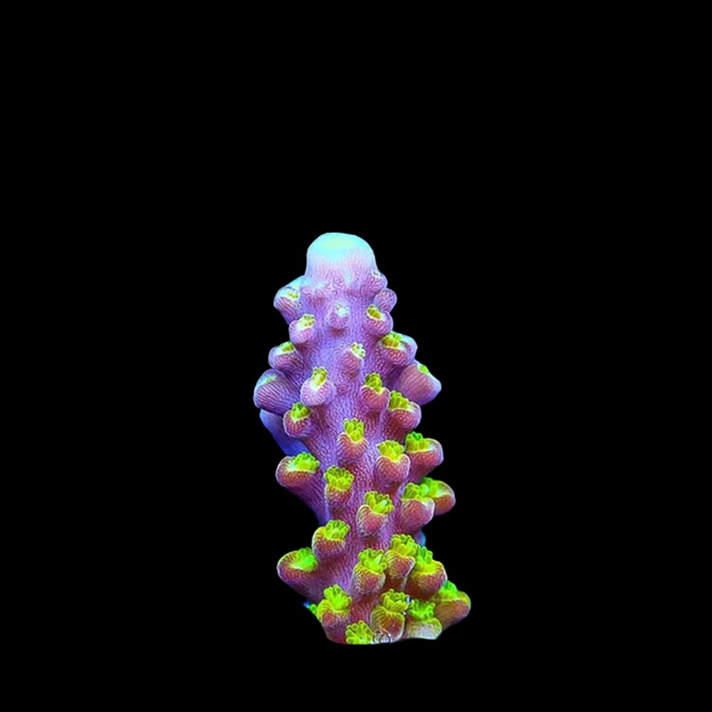 Acropora Paletta Pink Tip