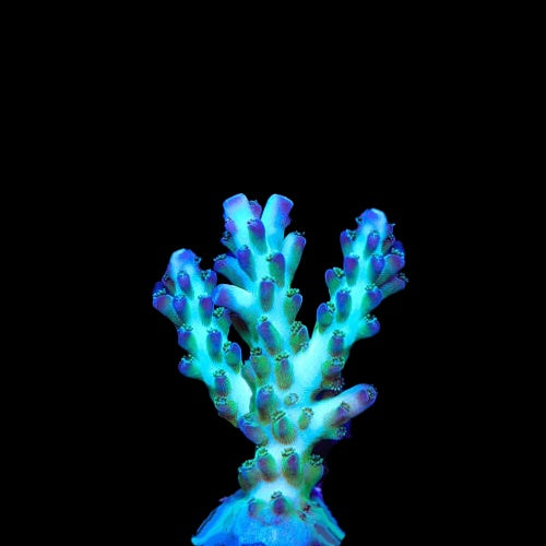 Acropora Pearl Berry