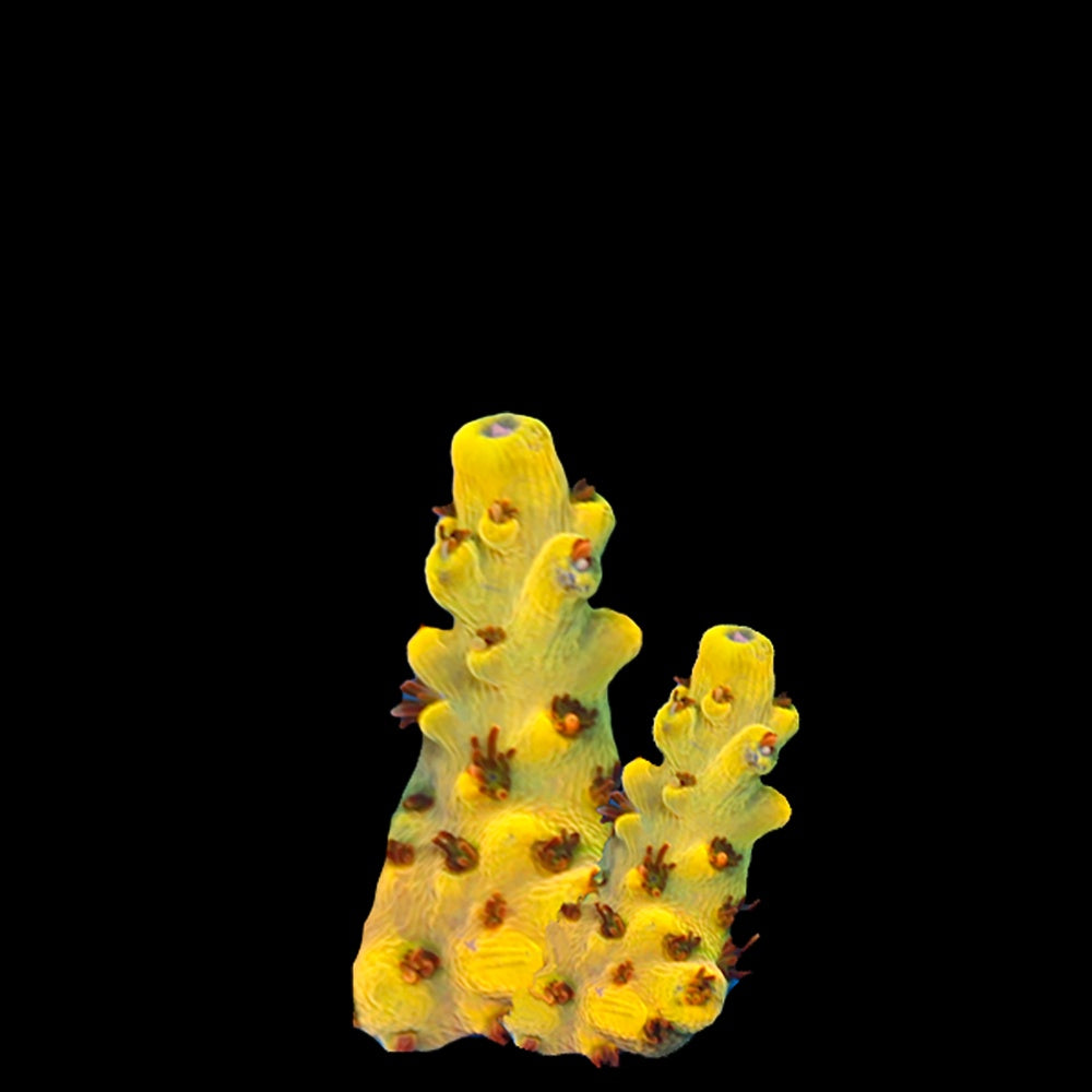 Acropora Pikachu