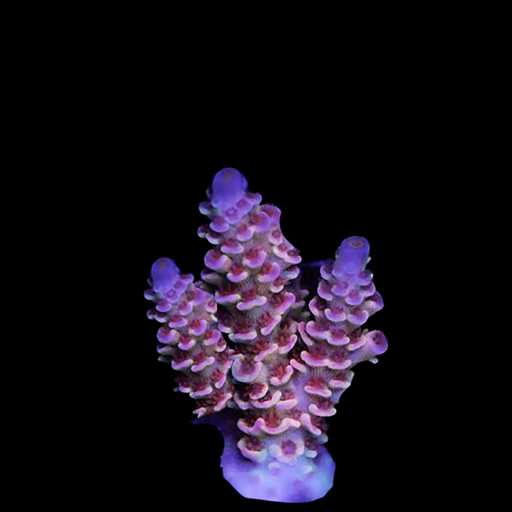 Acropora Pink Panther