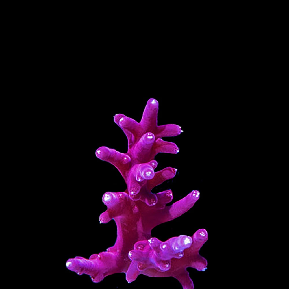 Acropora Red Dragon