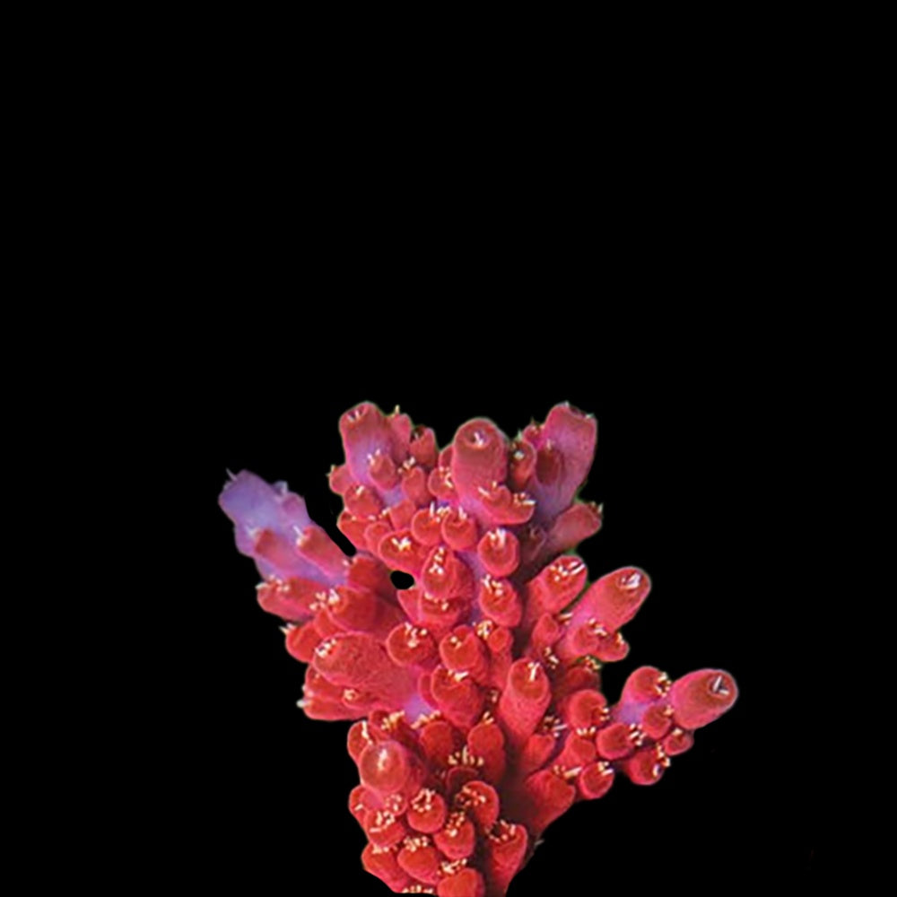 Acropora Rosaria Cherry Tree